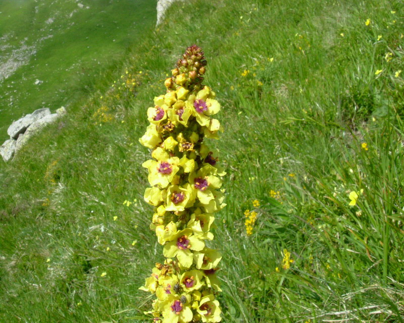 Verbascum nigrum